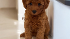 Toy poodle Yavru - RED BROWN DİŞİ